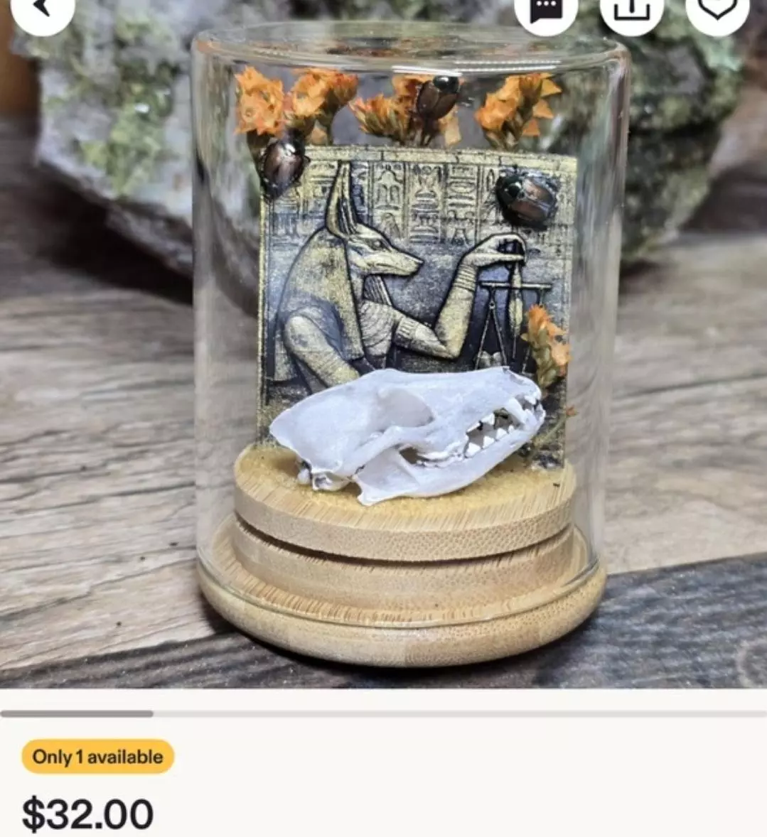 plant/Replica Jackal Skull- real beetles-0