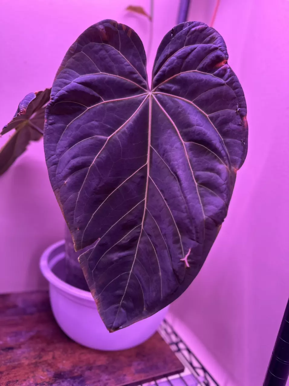 plant/*New* Anthurium pink lenonade x windy dress X WFN-1