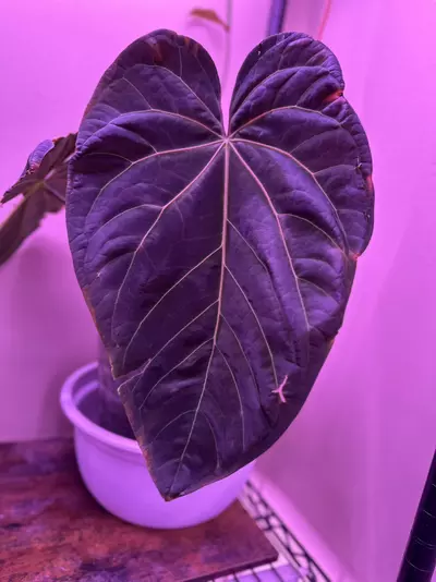 plant/*New* Anthurium pink lenonade x windy dress X WFN-1-thumbnail