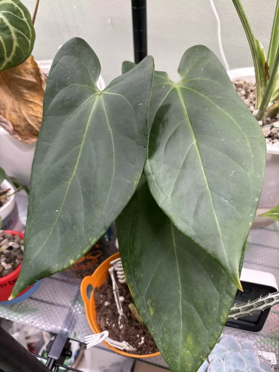 plant/Anthurium pap dark ocean-0