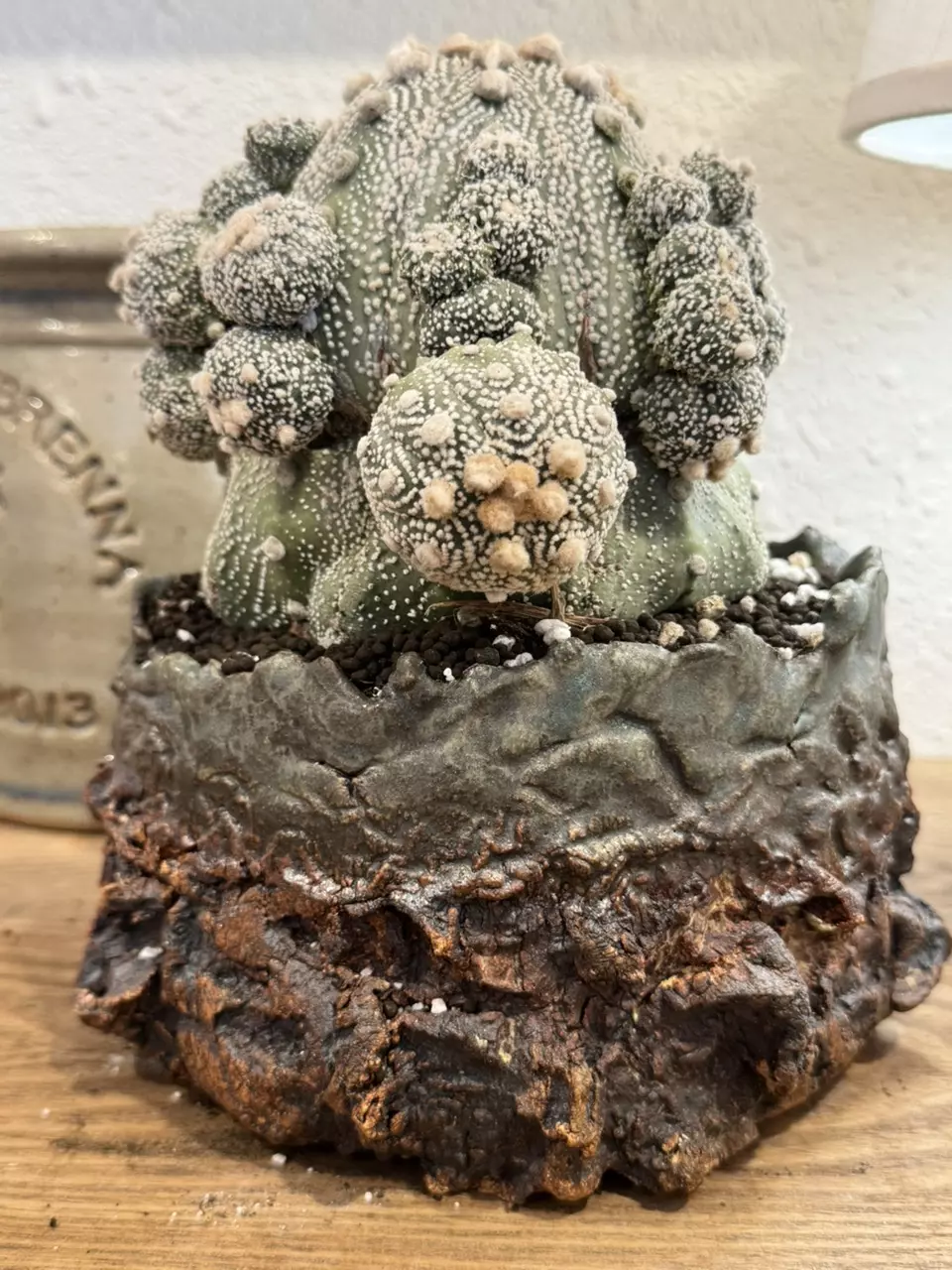 plant/Personal Collection-0