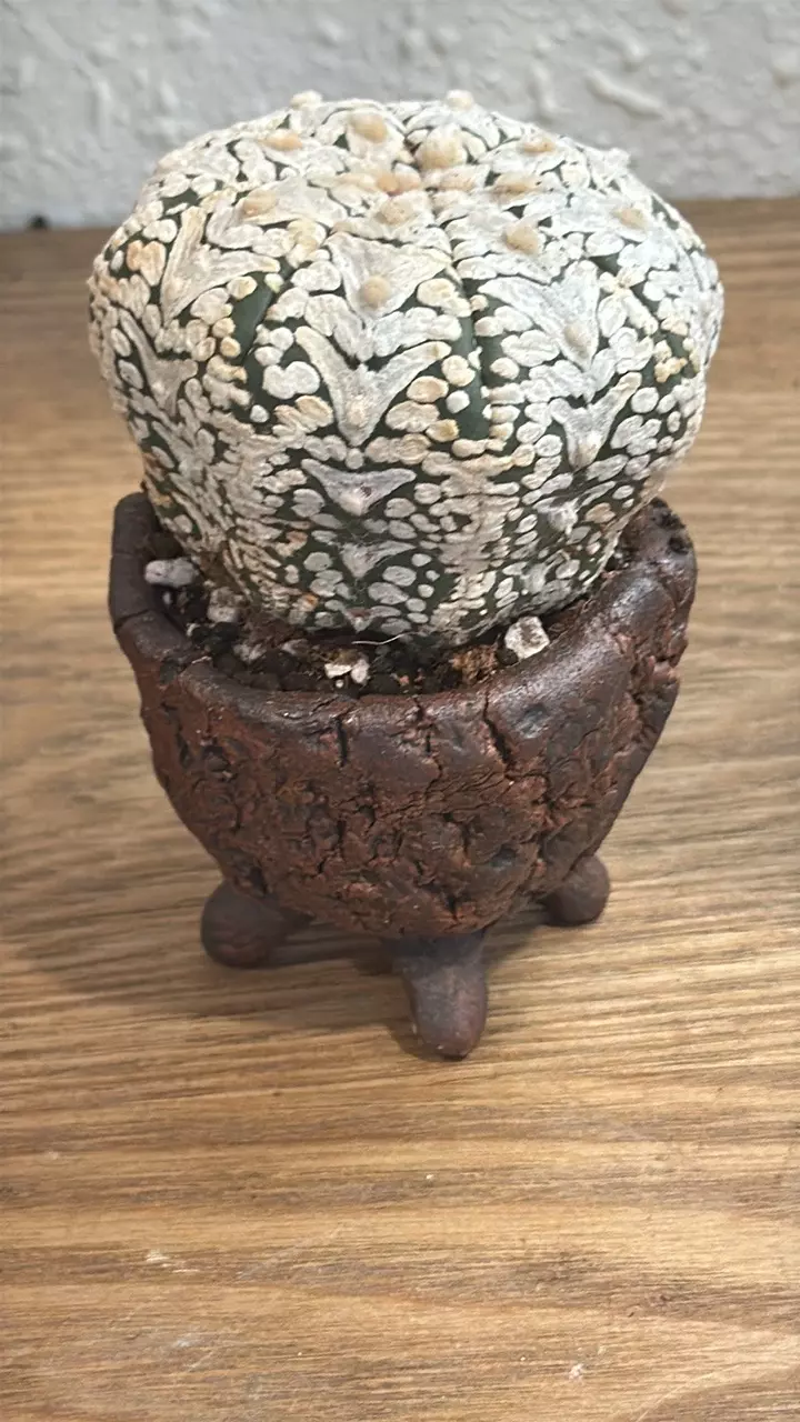 plant/Astro V-Type + SpinesNClay-0