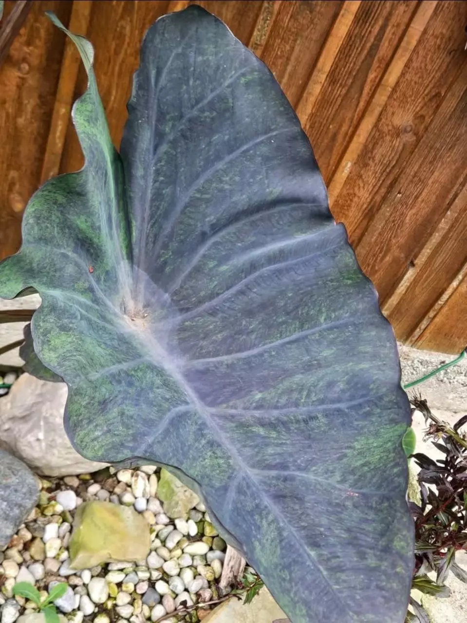 plant/Magic coffee cup colocasia starters-0