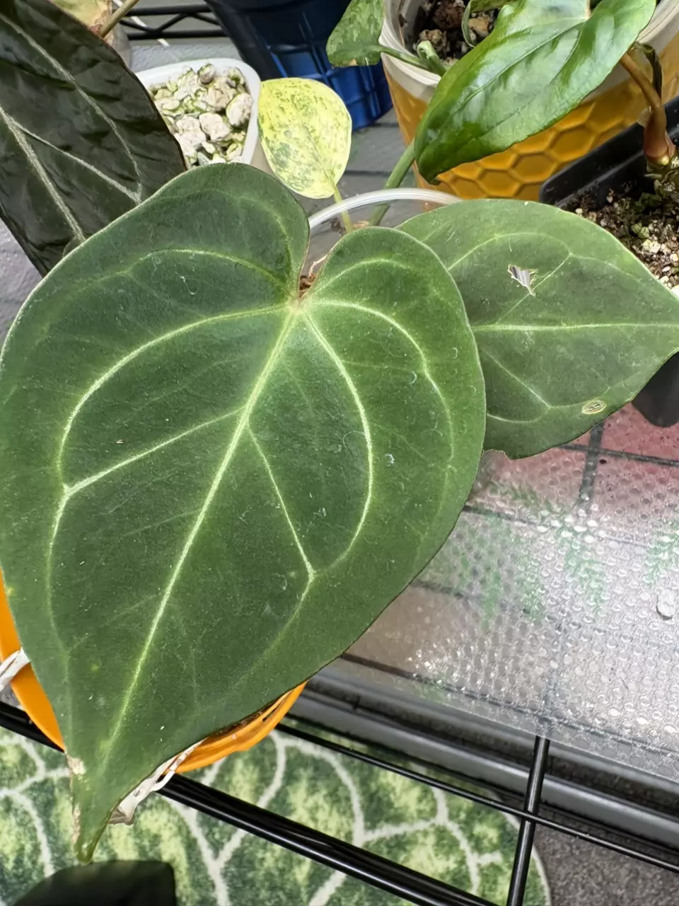 plant/anthurium KOS-0
