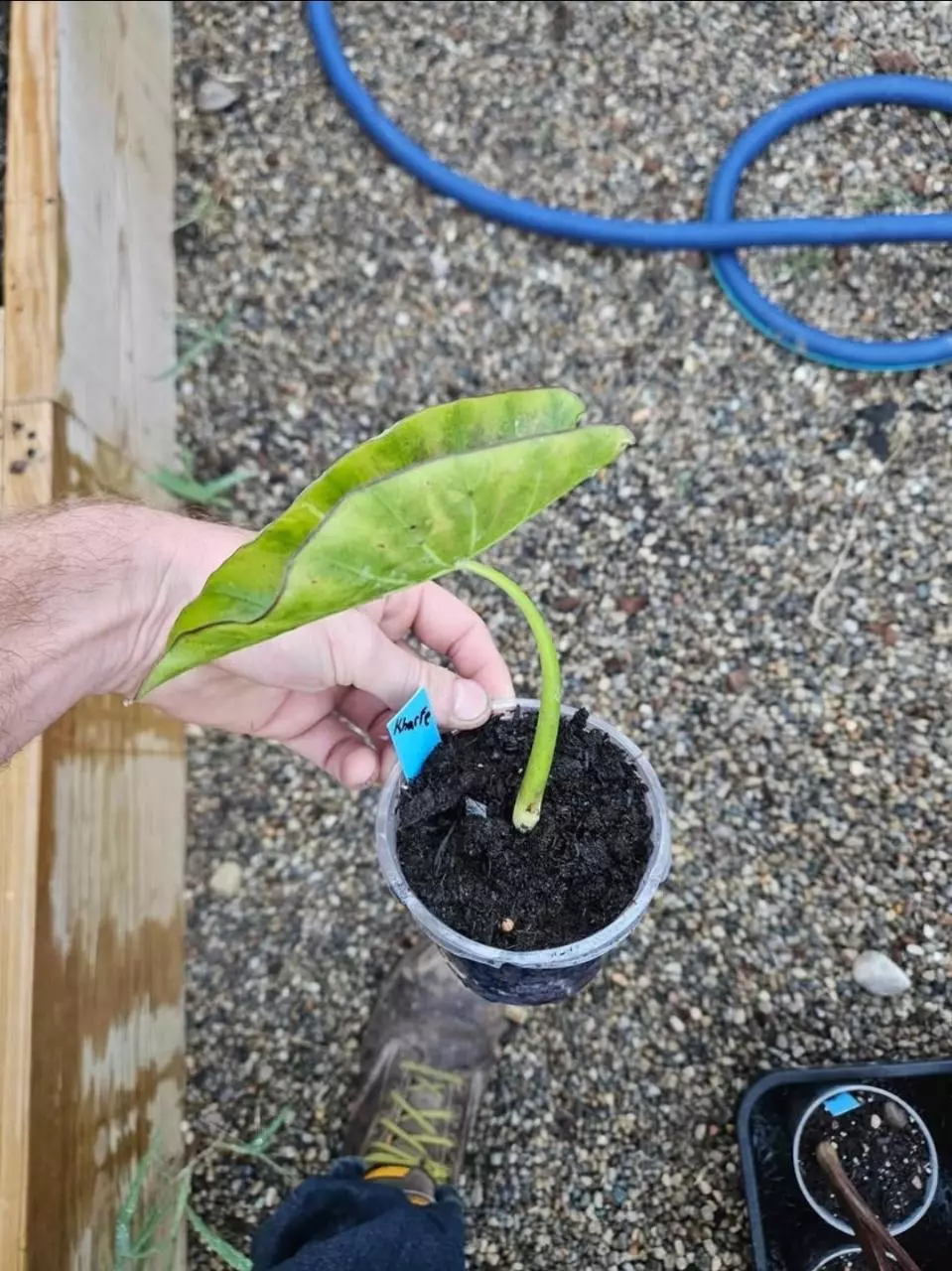 plant/Kharfe colocasia starters-1