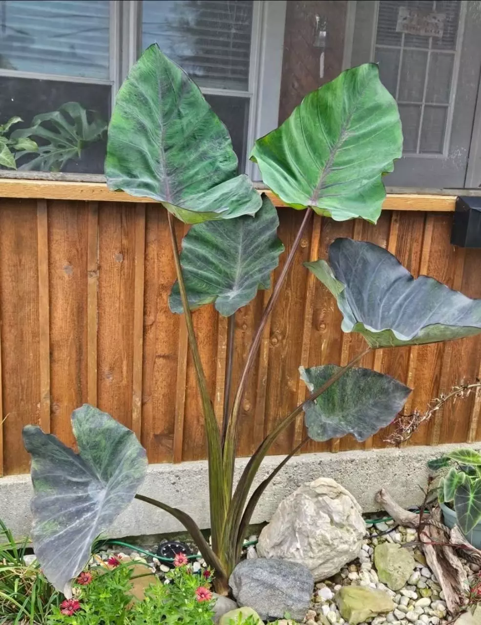 plant/Magic coffee cup colocasia starters-1