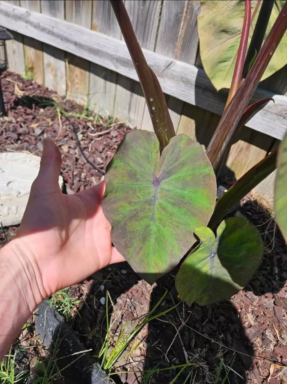 plant/Bushido colocasia starters-1