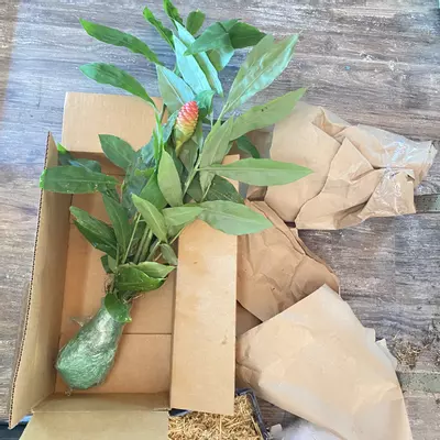 plant/Awaphui Shampoo Ginger Rhizomes.-1-thumbnail