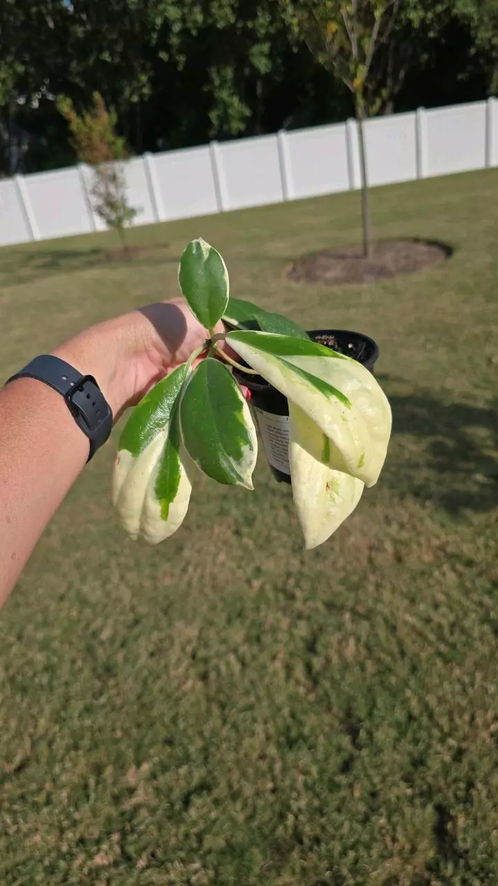 plant/Hoya Incrassata Albo 4"-0
