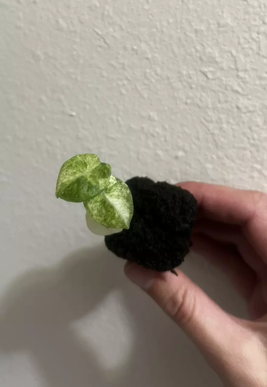 plant/Alocasia Ninja Tricolor-0