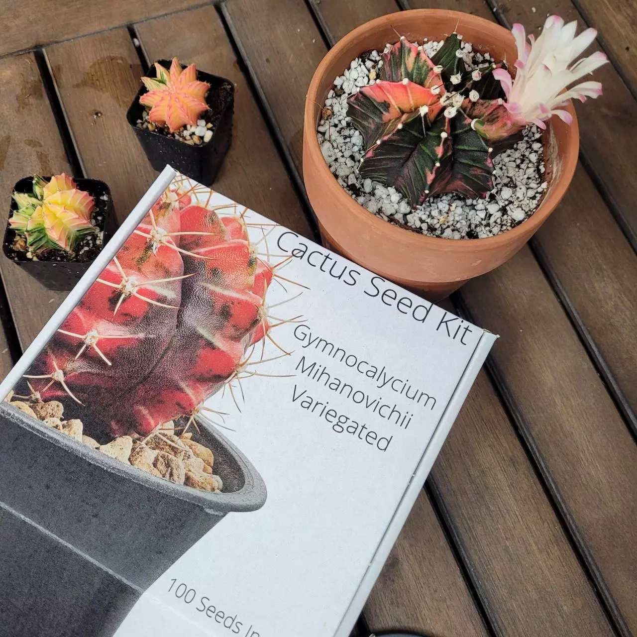 plant/Gymnocalycium Mihanovichii Cactus Seed Kit with 100 seeds-0