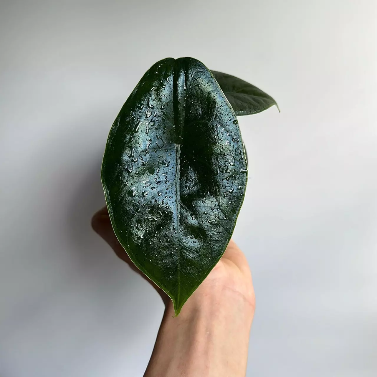 plant/Alocasia Green Unicorn 4" Azlanii X dragon scale-0