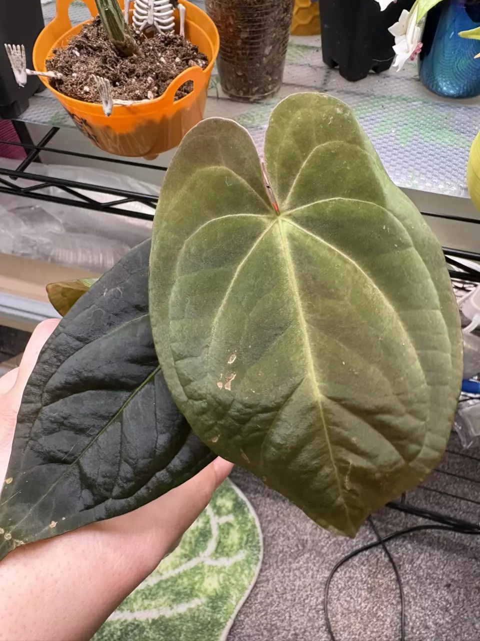 plant/Anthurium one X blue-0