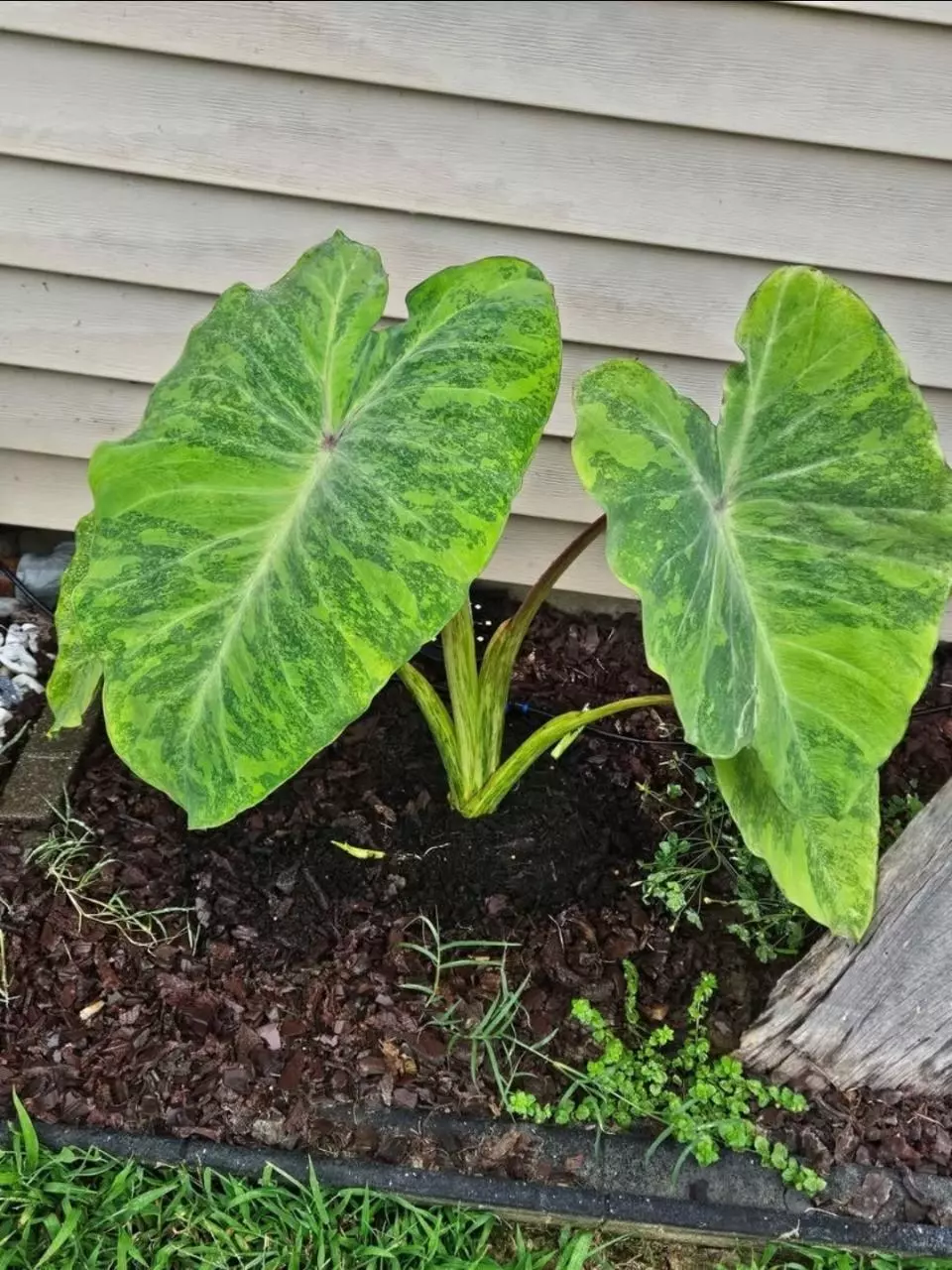 plant/Midori sour colocasia starters-1