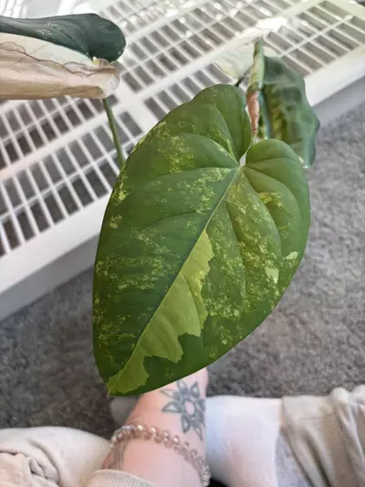 plant/Variegated Chiapnese-3-thumbnail