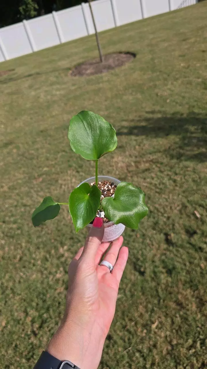 plant/Philodendron Hope 3.5" Seller's Choice-0