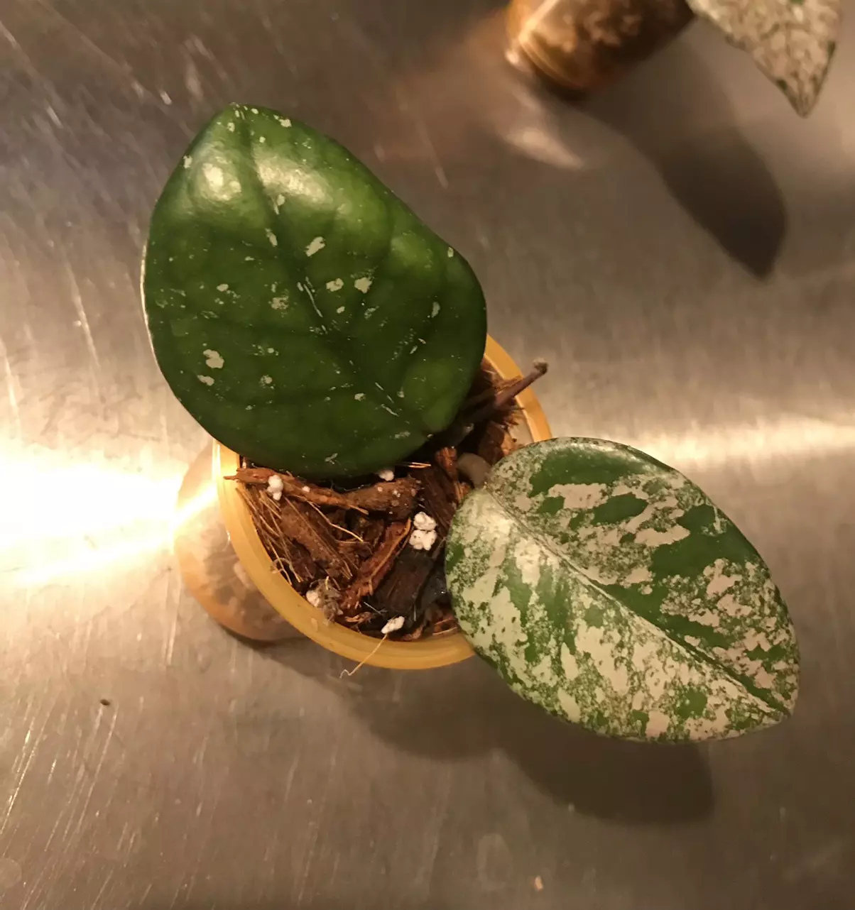 plant/Hoya Carnosa Wilbur Graves Russia Unrooted Fresh Cut-0