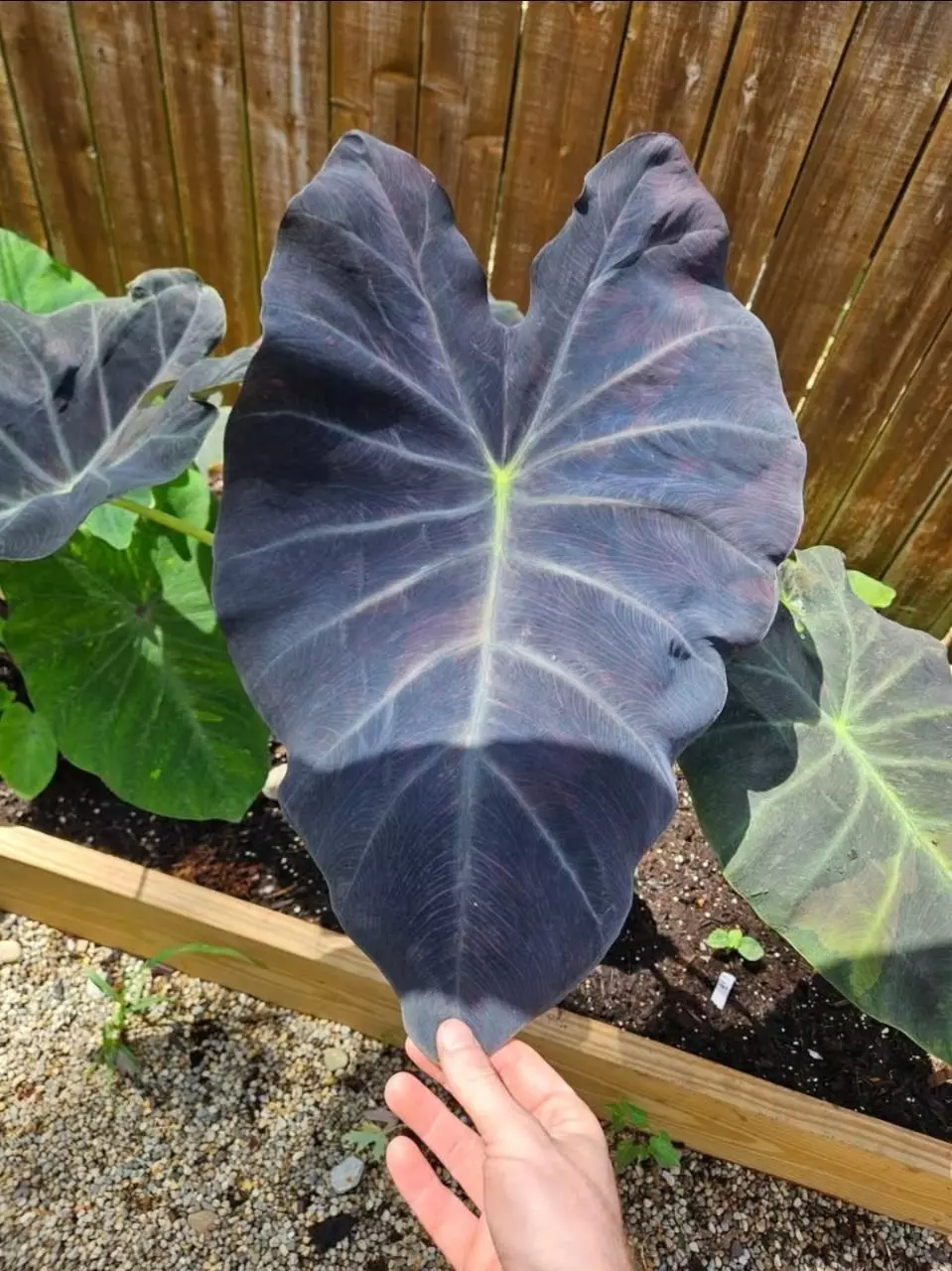 plant/Midnight bride colocasia starters-4