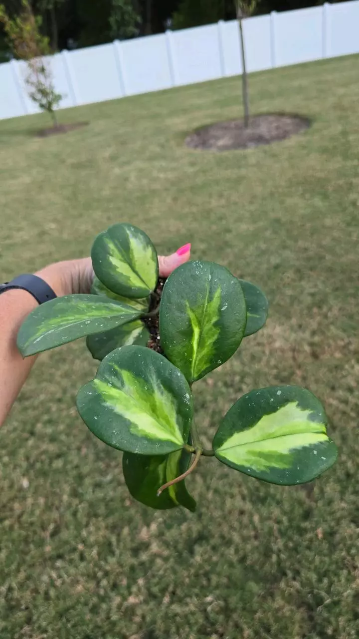 plant/0982 Hoya Obovata Variegated 4"-0