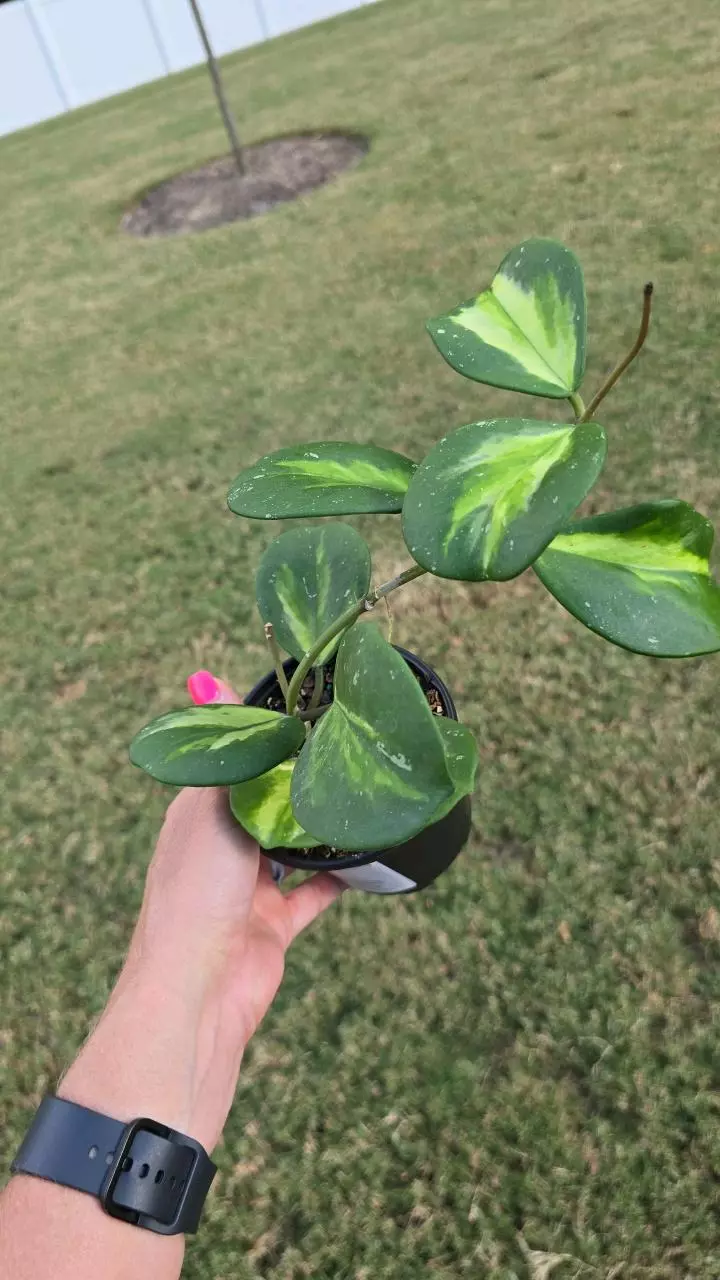 plant/0982 Hoya Obovata Variegated 4"-1