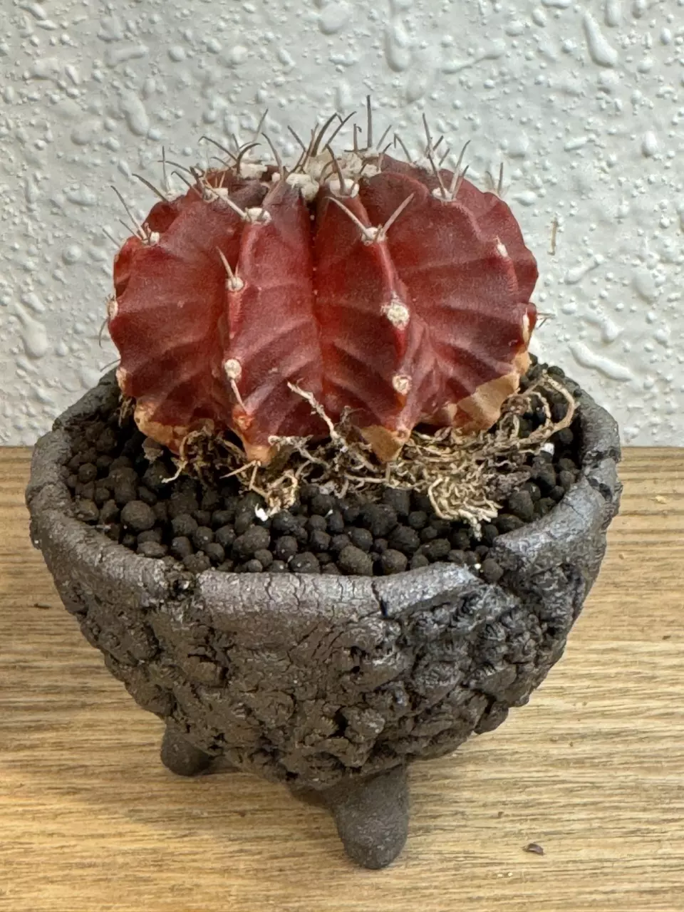 plant/One of a kind!!! SpinesNClay-0
