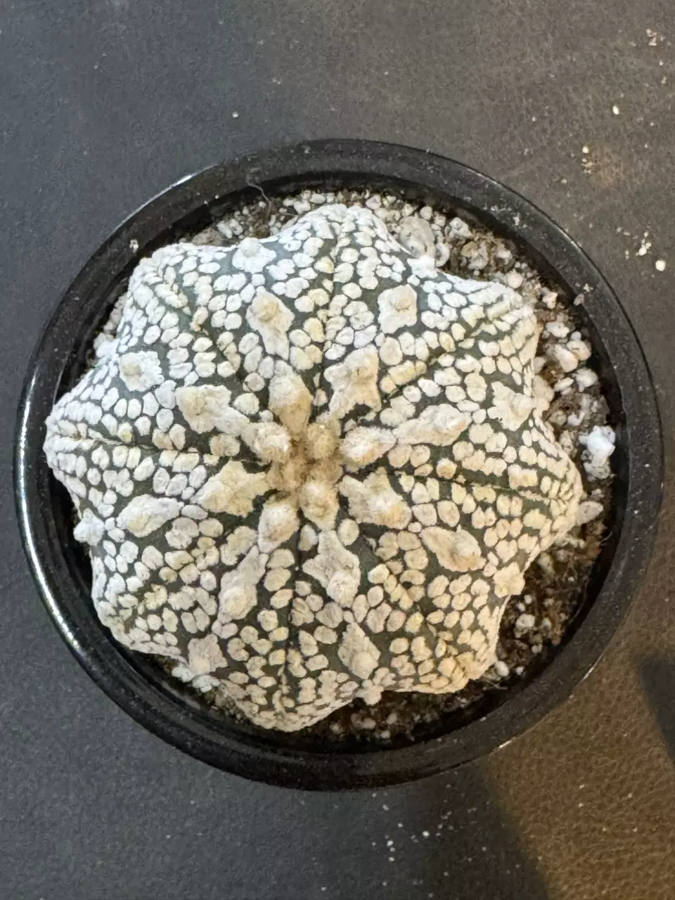 plant/Astrophytom Starfish-0