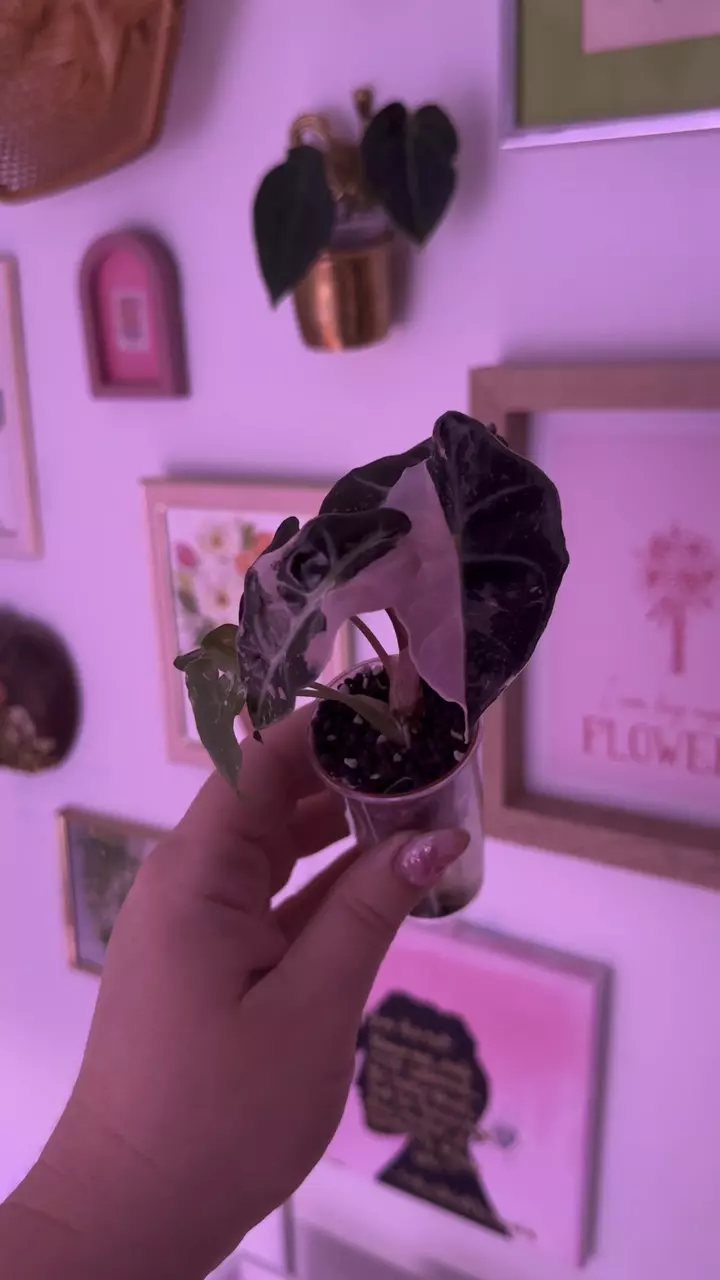 plant/Alocasia Pink Amazonica 💖-1