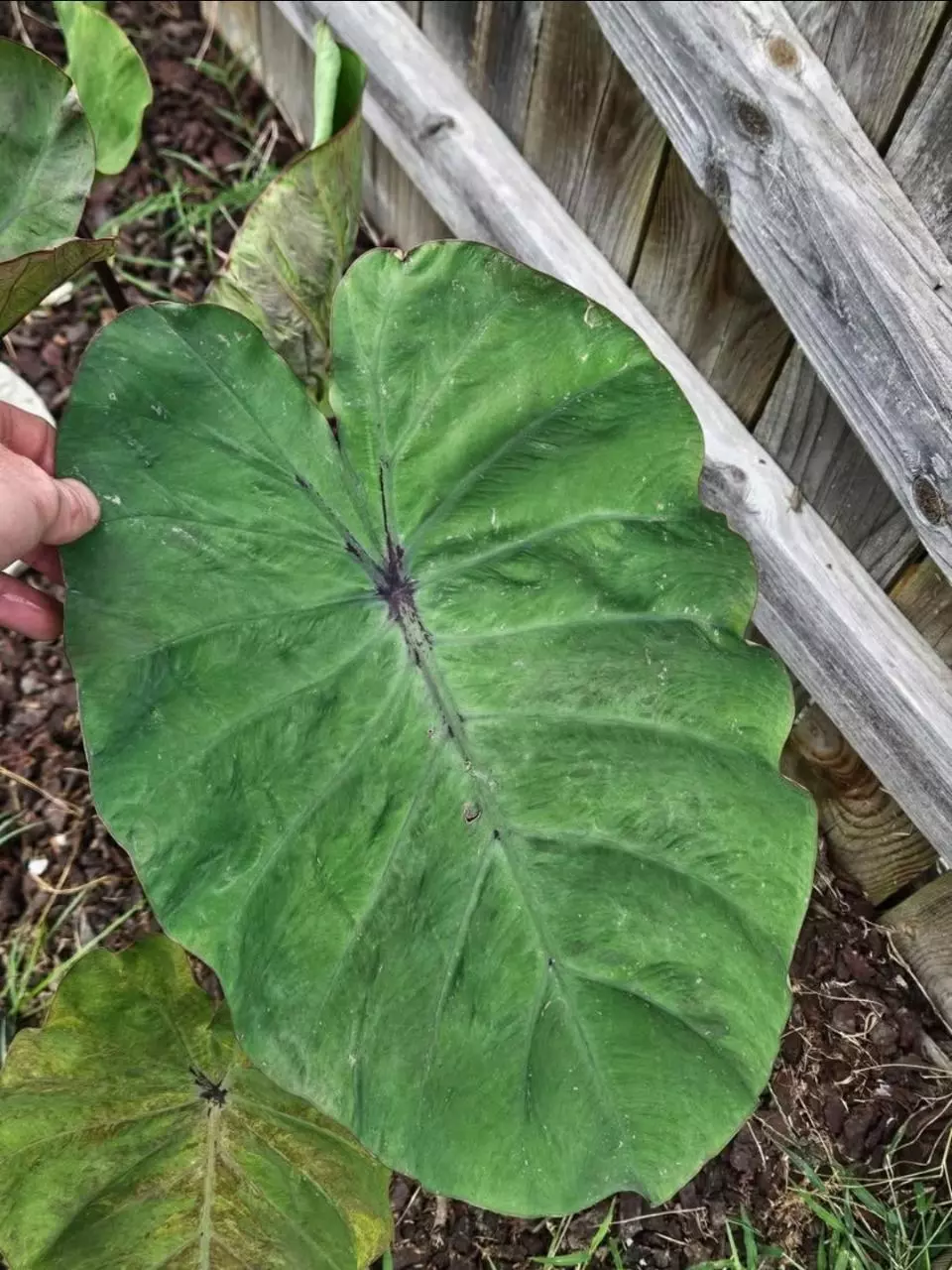 plant/Bushido colocasia starters-0