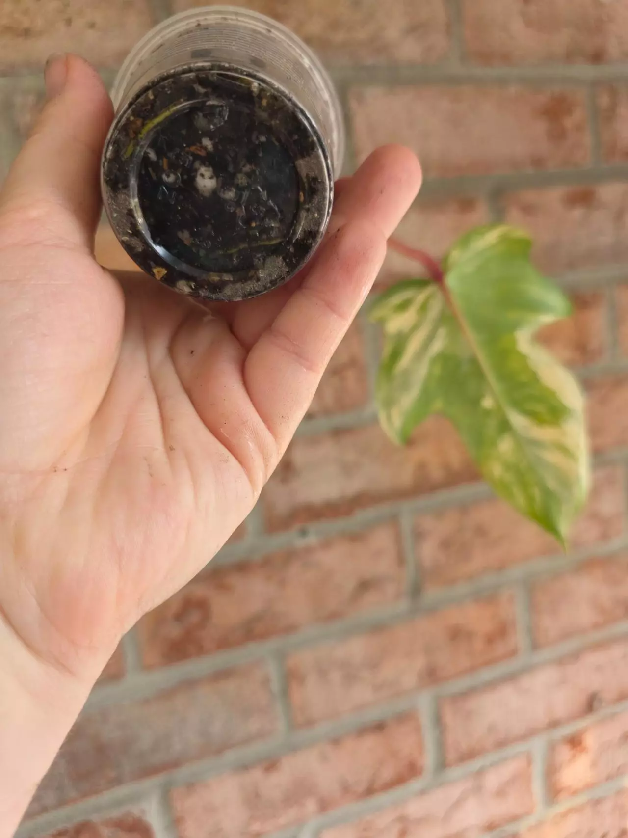 plant/Philodendron Squamiferum Variegated-4