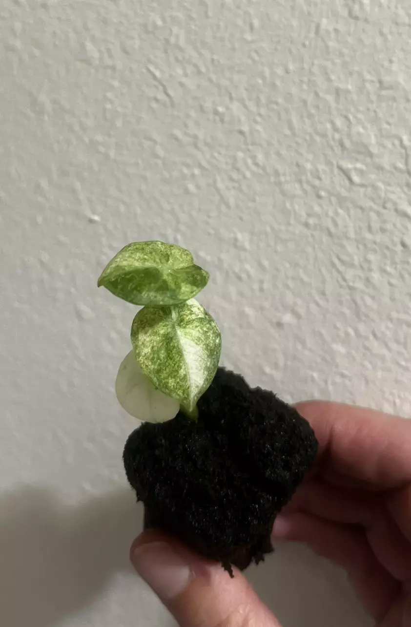 plant/Alocasia Ninja Tricolor-1