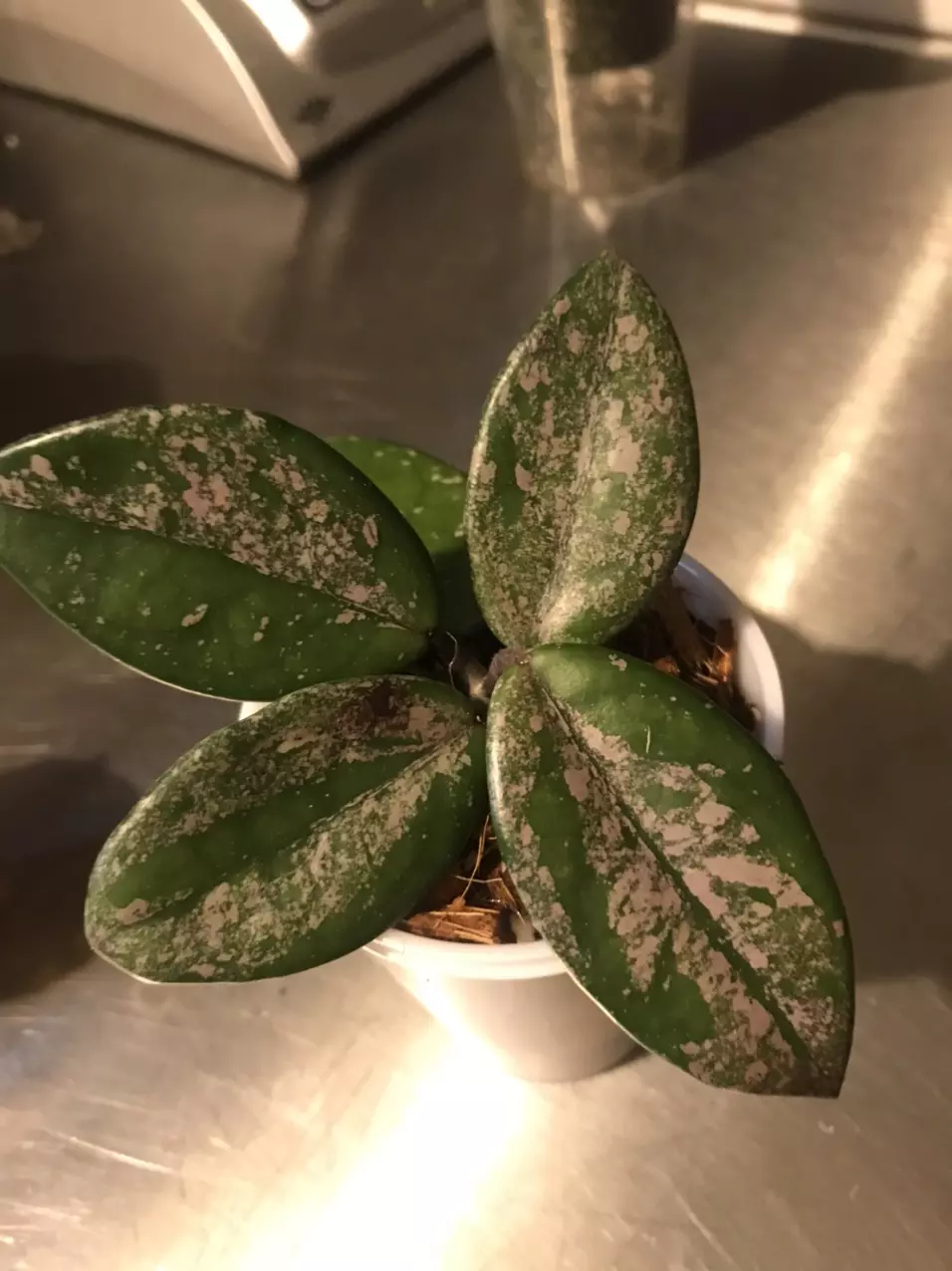 plant/Hoya Carnosa Wilbur Graves Russia Unrooted Fresh Cut-0