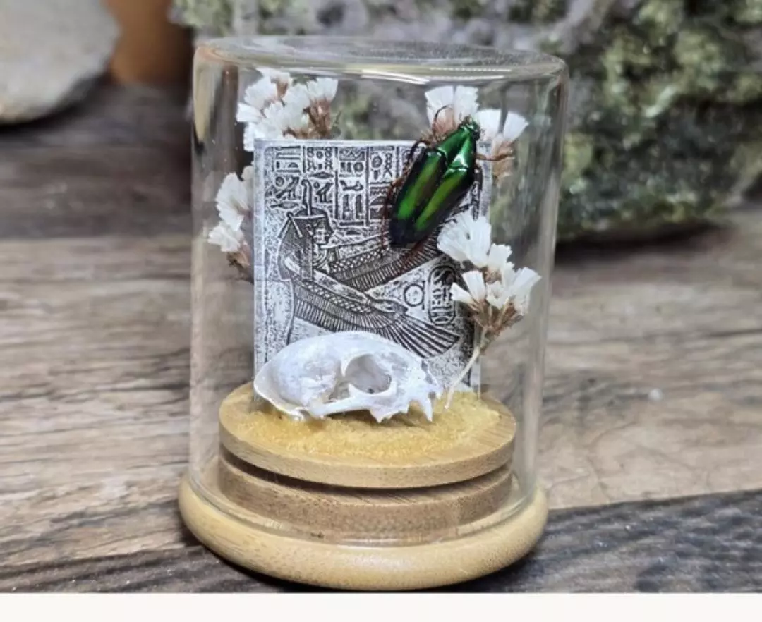plant/Replica Cat Skull Real Beetle-0