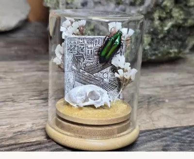 plant/Replica Cat Skull Real Beetle-0-thumbnail