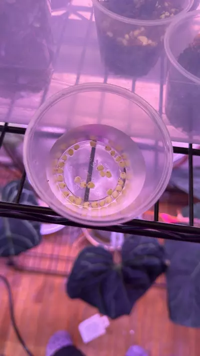 plant/*New* Anthurium pink lenonade x windy dress X WFN-2-thumbnail