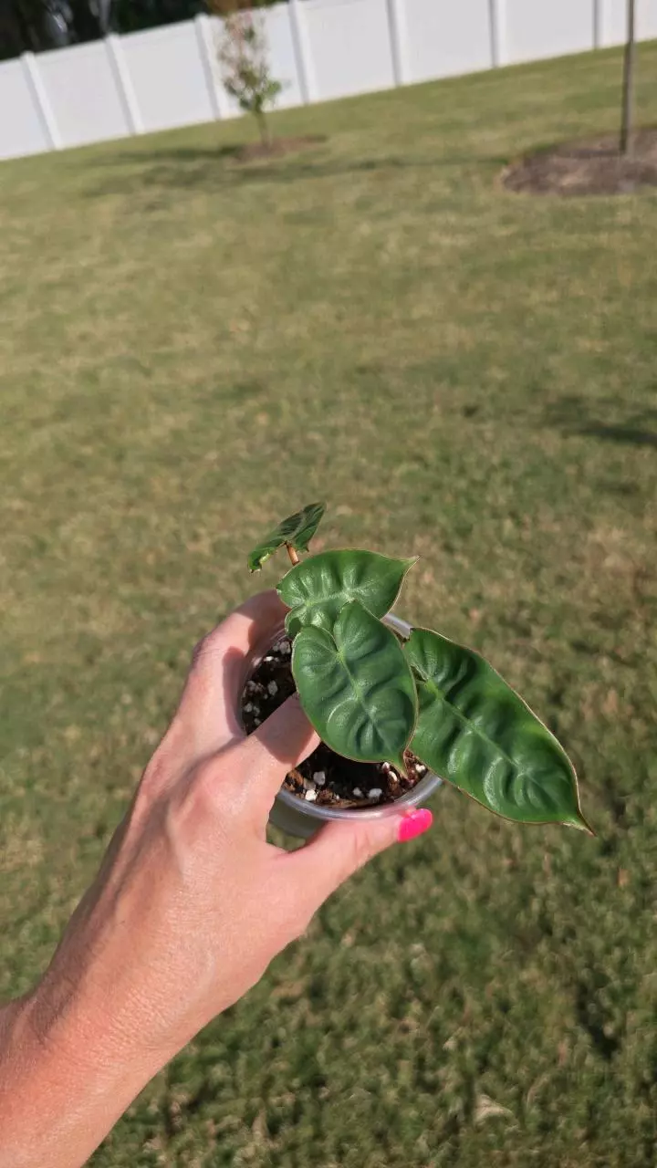 plant/Philodendron Billietiae 3.5" Seller's Choice-0
