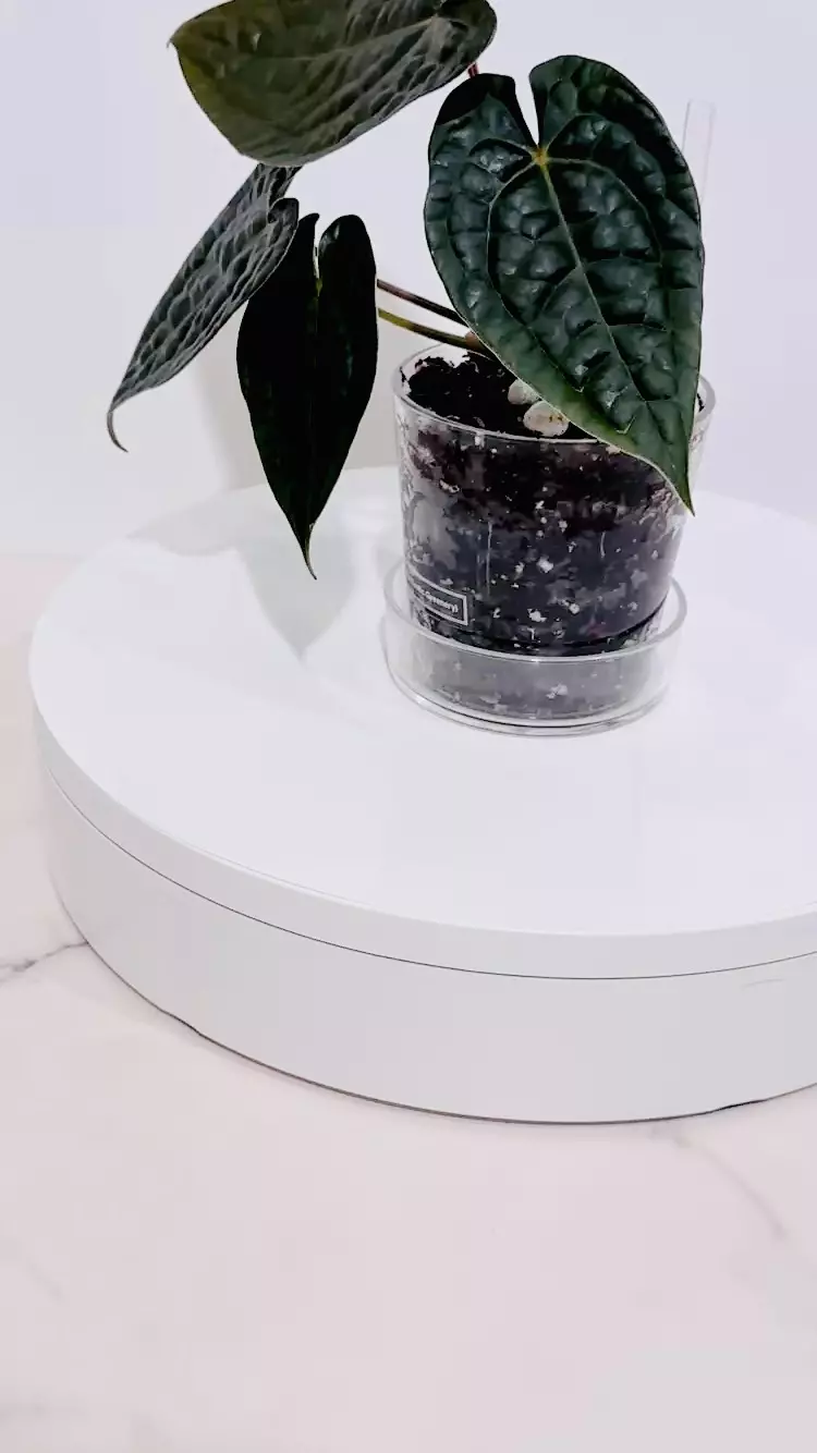 plant/Anthurium AOS x Luxurians -Tezula Dark Form-0