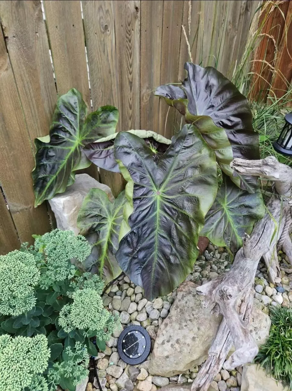 plant/Mary the night colocasia starters-0