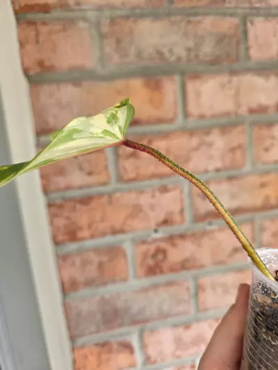 plant/Philodendron Squamiferum Variegated-3-thumbnail