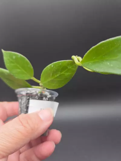 plant/Hoya sunrise-0-thumbnail