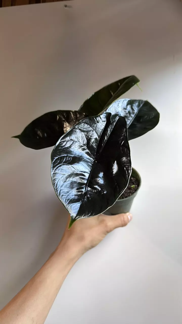 plant/Alocasia Green Unicorn 4" Azlanii X dragon scale-1