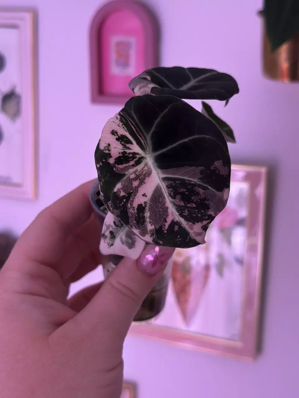 plant/Alocasia Pink Black Velvet-0
