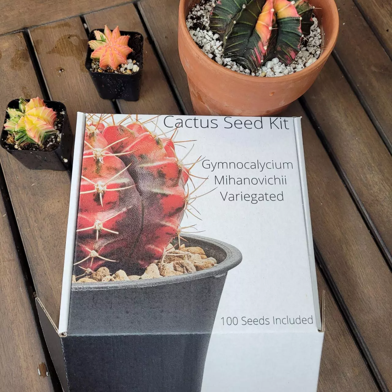 plant/Gymnocalycium Mihanovichii Cactus Seed Kit with 100 seeds-1