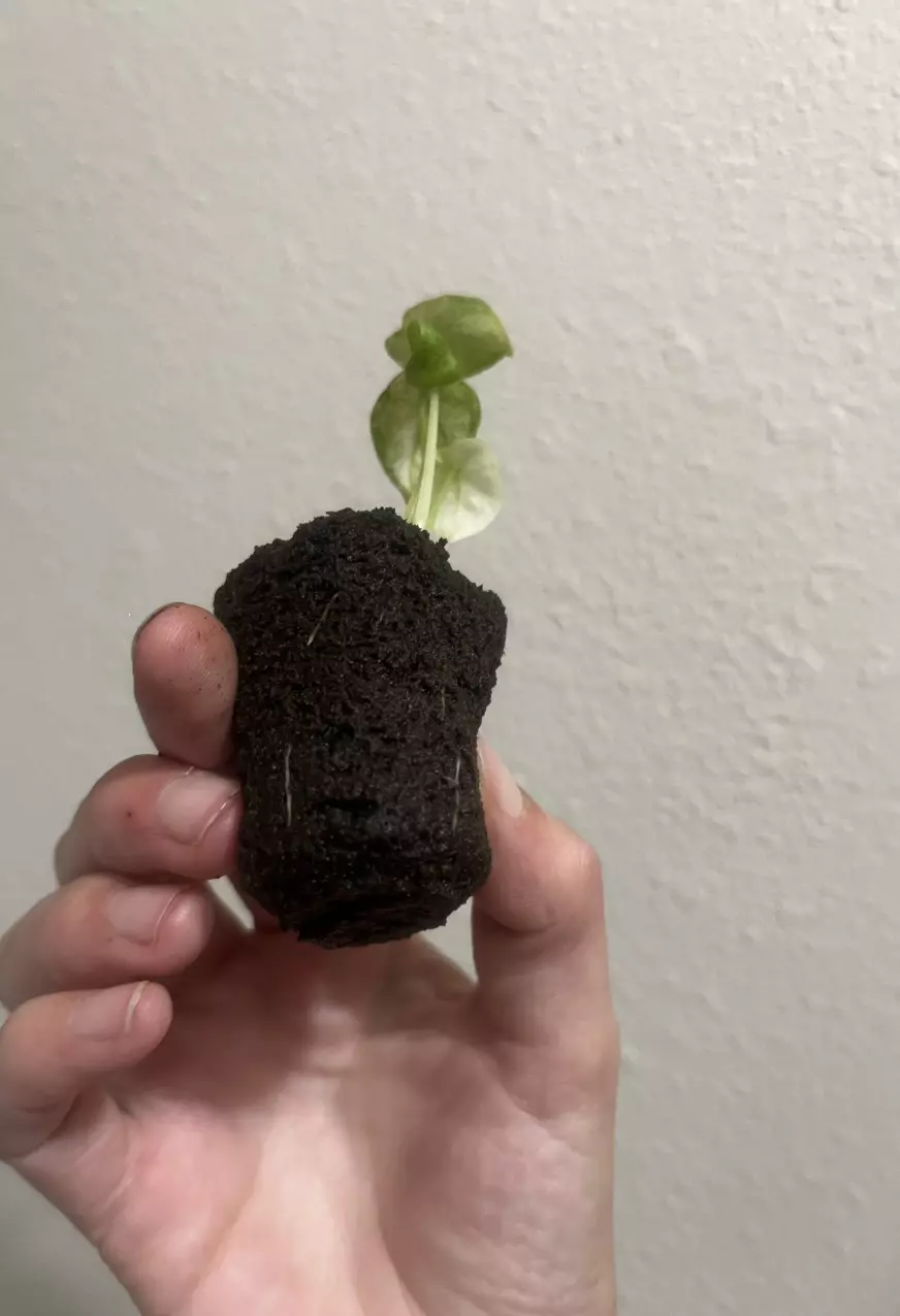 plant/Alocasia Ninja Tricolor-3