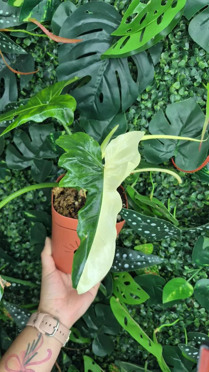 plant/Varigated Golden Dragon-0