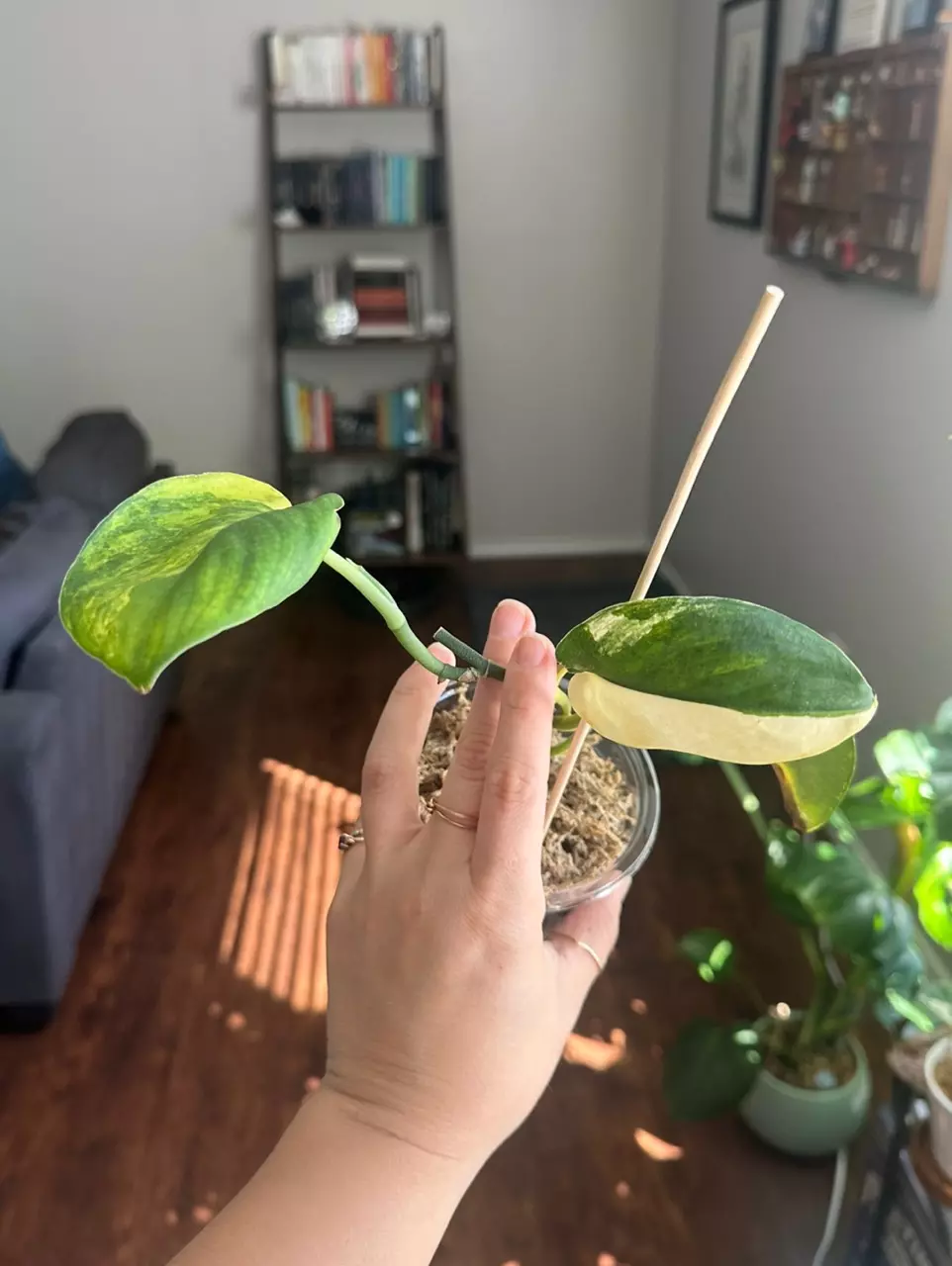 plant/Jade Satin Aurea Scindapsus-1