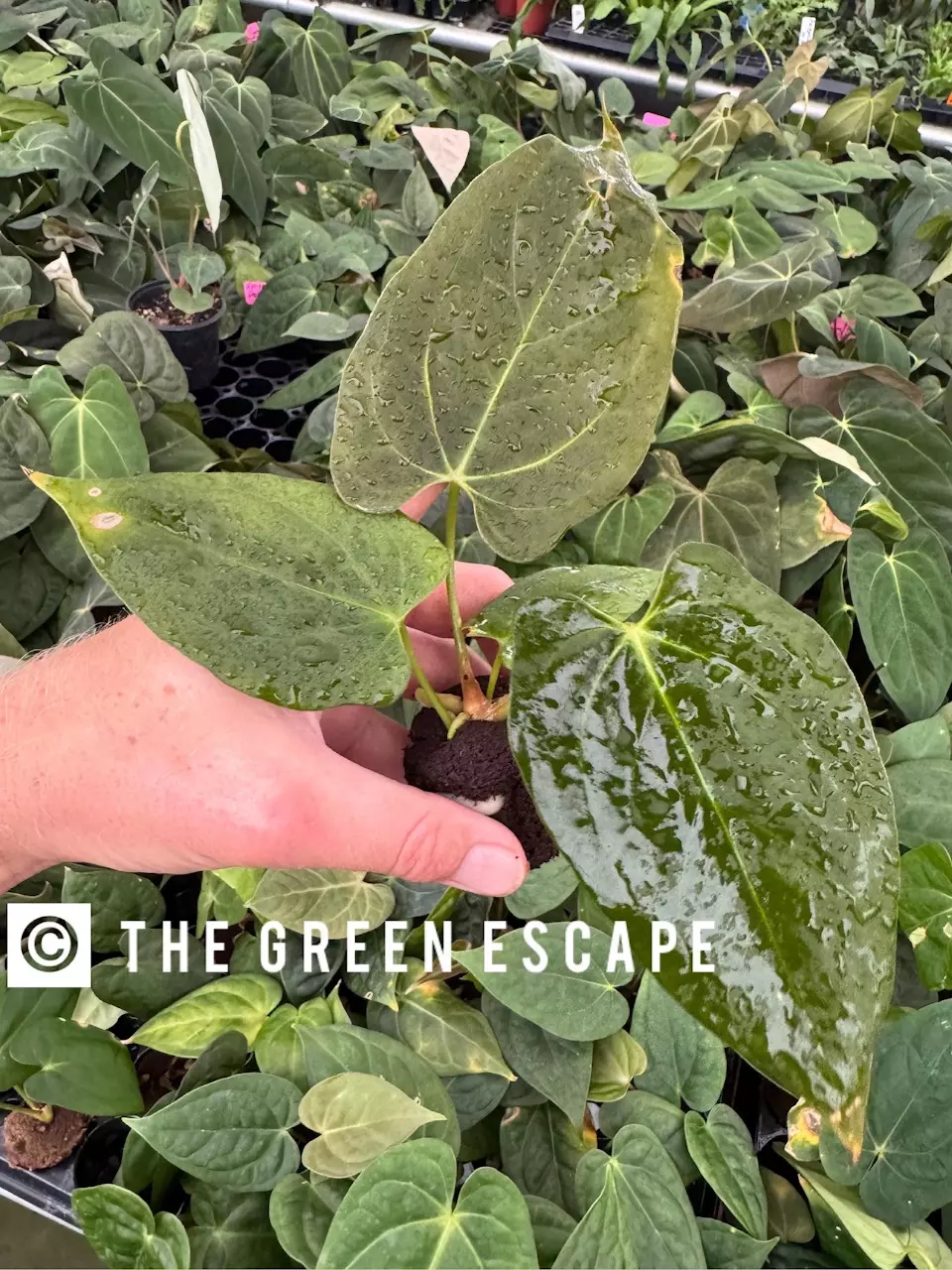 plant/Seed Grown Anthurium Xone x Dark Phoenix starter plant growers choice-0