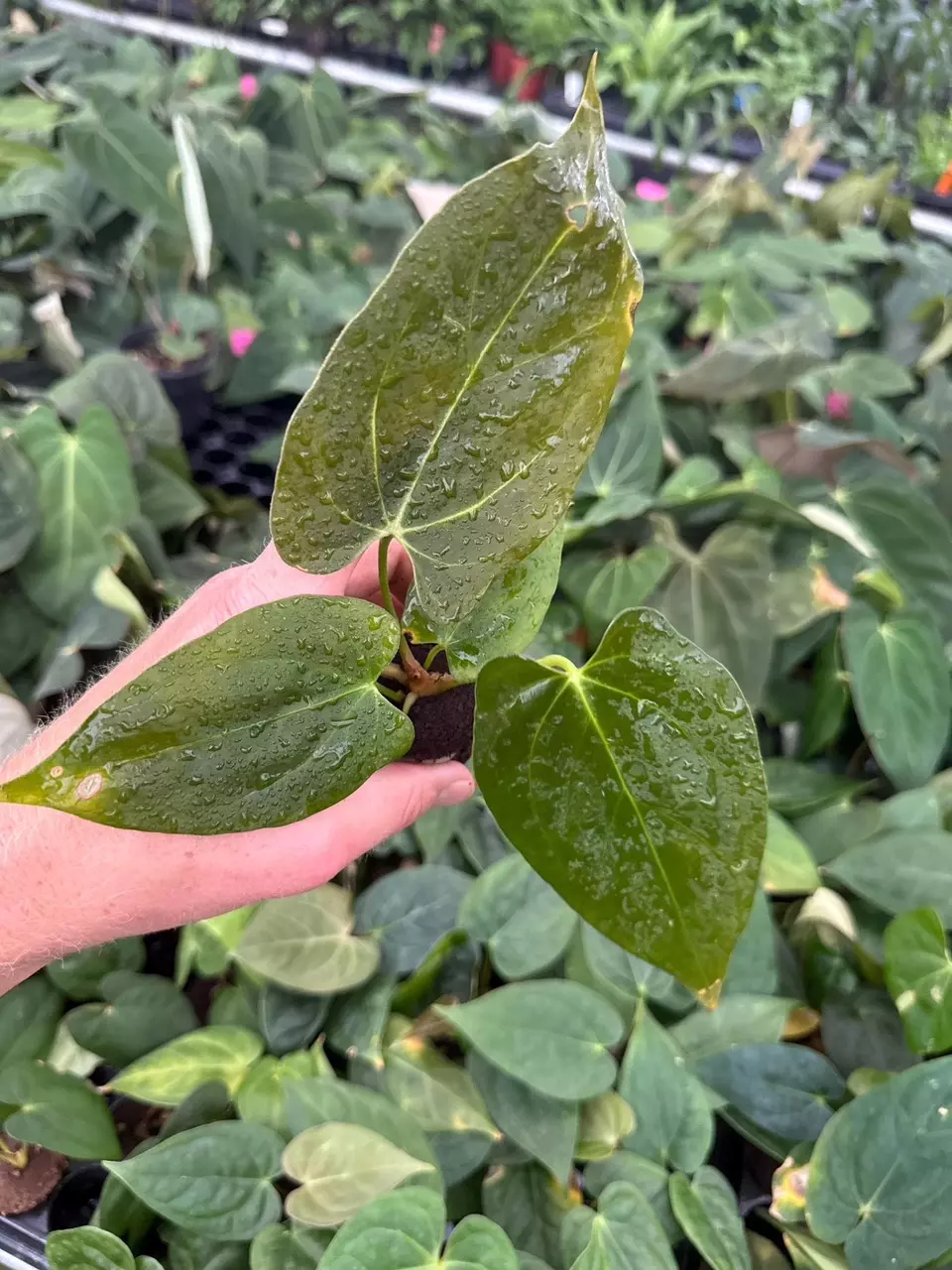 plant/Seed Grown Anthurium Xone x Dark Phoenix starter plant growers choice-1