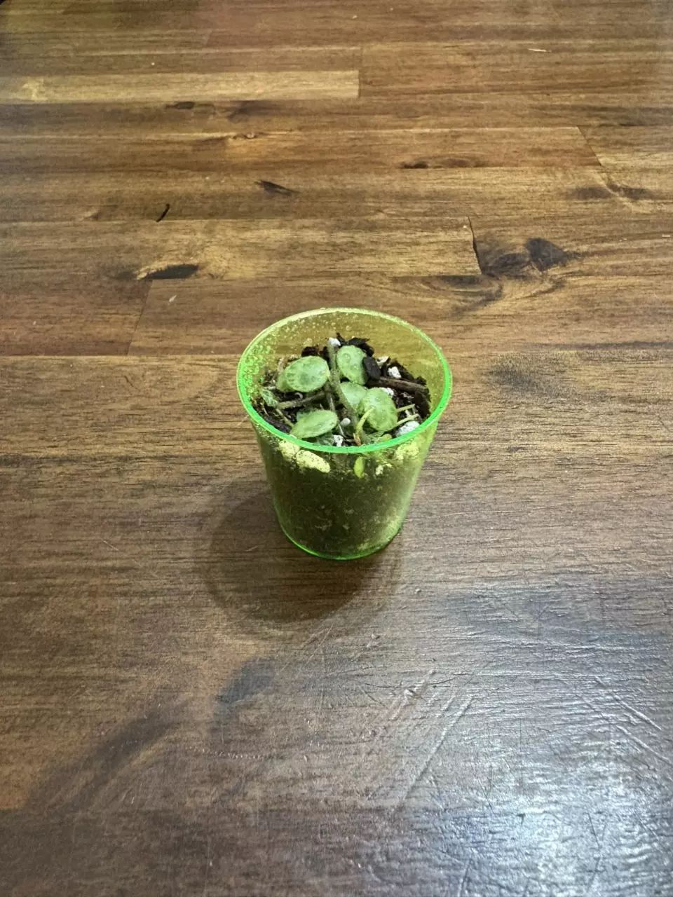 plant/String of turtles-0
