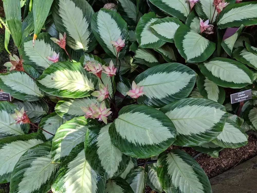plant/Calathea Royal Standard starter plant growers choice-0