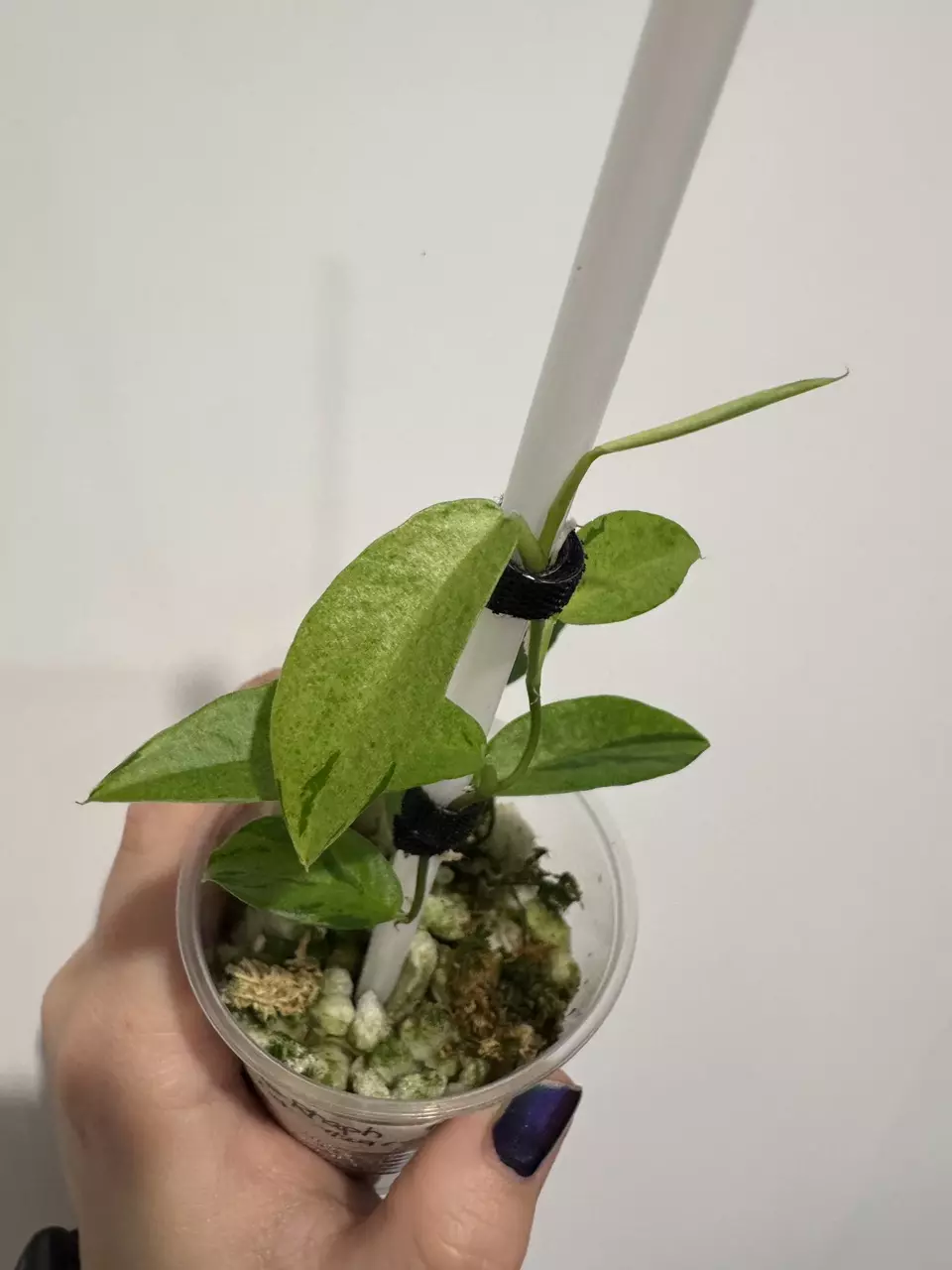plant/NOID - Green on Green Rhaph or Giganteum-0